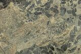 Pennsylvanian Fossil Flora Plate - Kentucky #258850-1
